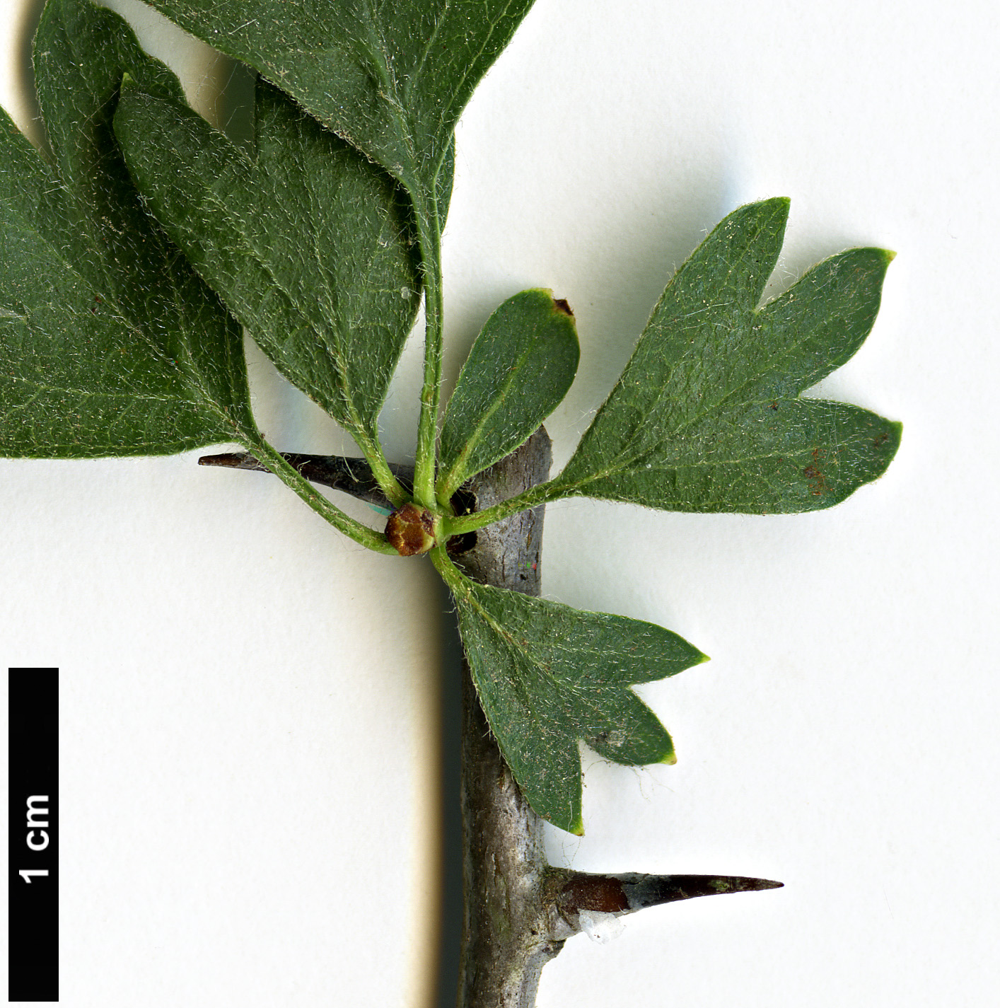 High resolution image: Family: Rosaceae - Genus: Crataegus - Taxon: monogyna - SpeciesSub: ’Sierra Nevada’